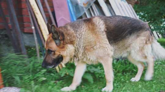 一只德国牧羊犬在散步