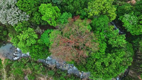 4k航拍世遗福建土楼古民居永定初溪土楼群