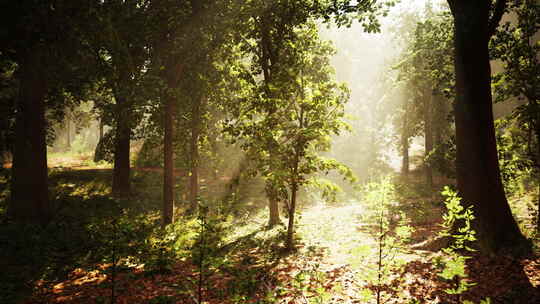 阳光透过森林中的树木照耀