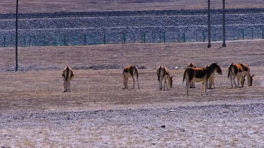 青海可可西里自然保护区藏野驴
