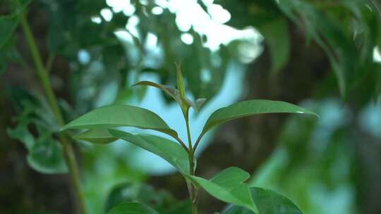 植物 树叶 自然 生态 大自然