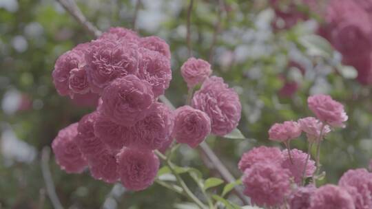 粉红色的蔷薇花LOG视频素材模板下载