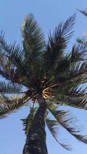竖屏实拍阳光下的椰子树