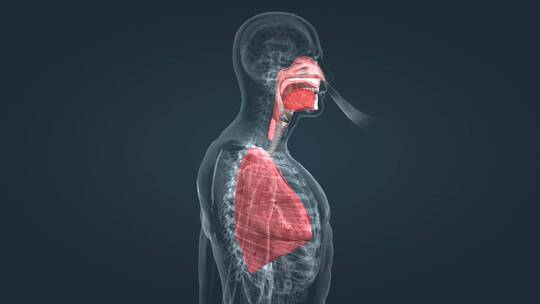 人体 器官 肺部 呼吸 支气管 器官动画