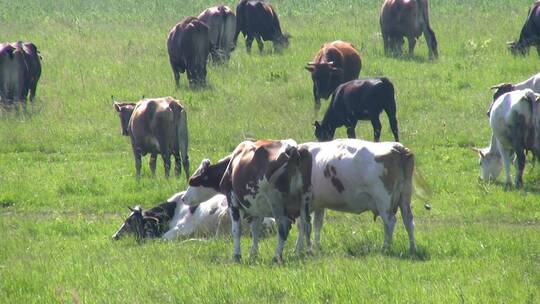 牛在草原吃草视频素材模板下载