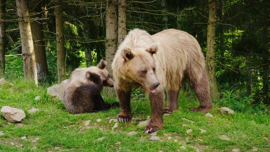 棕色母熊和小熊在森林里