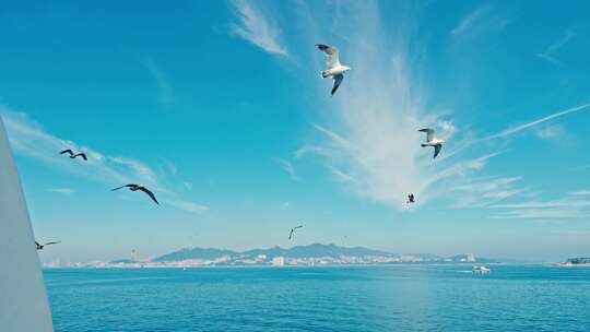 大海海鸥飞翔