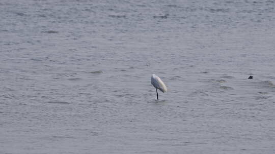 白鹭哺食深圳湾红树林湿地生态3118