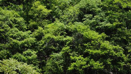 秦岭山里森林树林绿色河流视频素材模板下载