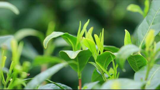 航拍茶园采茶工 航拍山区茶山