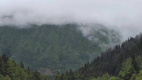 烟雾缭绕的山林