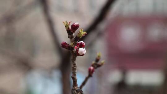 桃树发芽