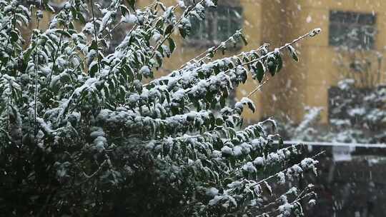 雪景飘雪鹅毛大雪视频素材模板下载