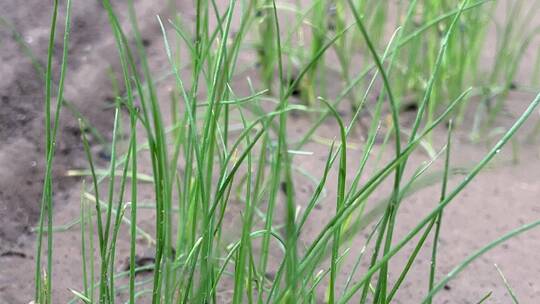 韭菜植物特写镜头视频素材模板下载