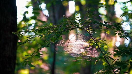 树林中阳光下的树叶与蜘蛛网逆光光影空镜