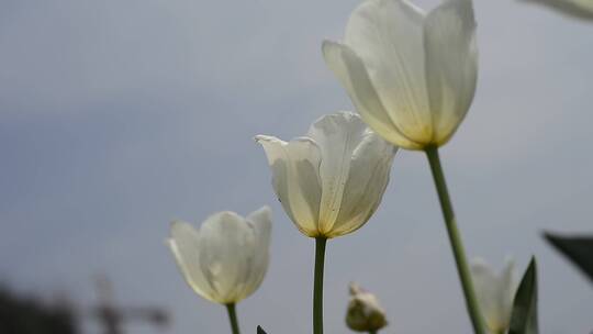 郁金香 特写 花瓣