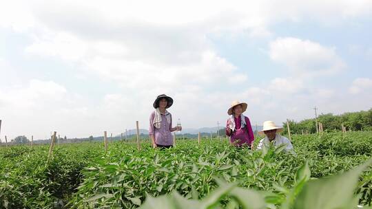 辣椒种植基地