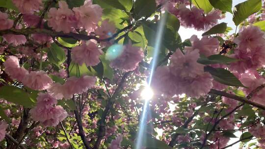 风景-植物-花卉