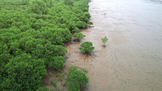 江门台山镇海湾红树林自然保护区航拍