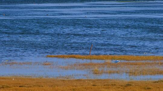 青海湖畔草原湿地白鹤野生动物自然风光