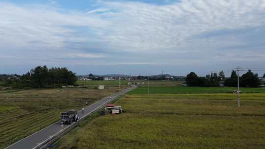 四川平原田野、稻田收获