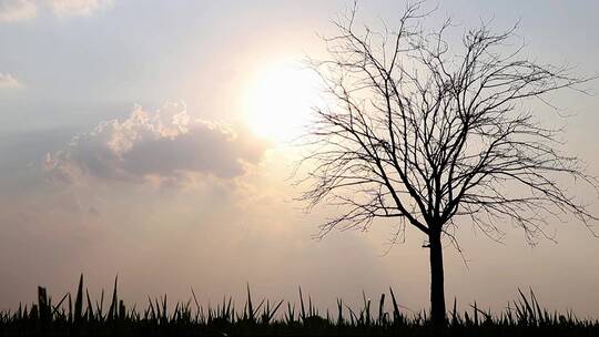 日出孤独的一棵树