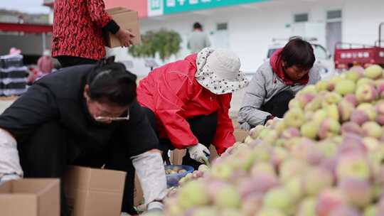 江北最后的露天种植的水果小冬桃丰收