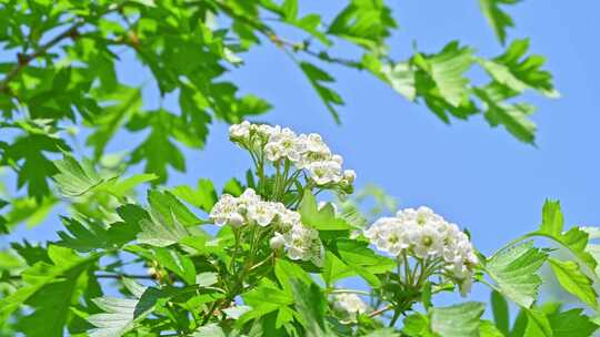 春天阳光下生长盛开白花的山楂树与蜜蜂采蜜
