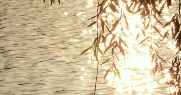 阳光透过柳条金色湖水星芒唯美沉浸式意境