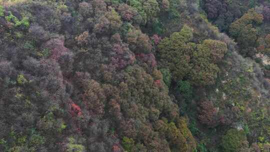 航拍秦岭秋天景色 秦岭 秋季