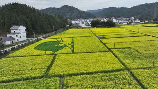 航拍油菜花田