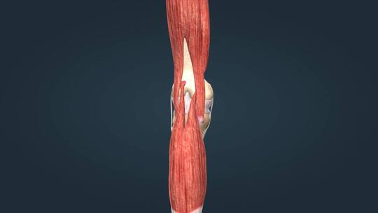 膝关节关节囊韧带骨连接关节炎膝关节疼痛视频素材模板下载