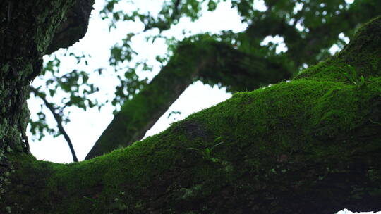 诗画江南植物园林4K 唯美雨水意境 白噪音