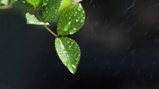 斜风细雨中腊梅树嫩叶上水珠水滴唯美视频