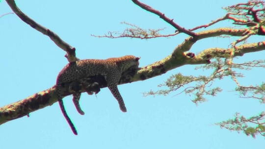 非洲豹躺在树上视频素材模板下载