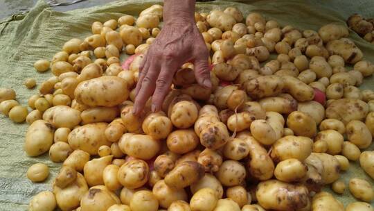 洗土豆马铃薯视频