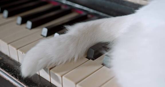 钢琴上的猫咪 钢琴 猫咪