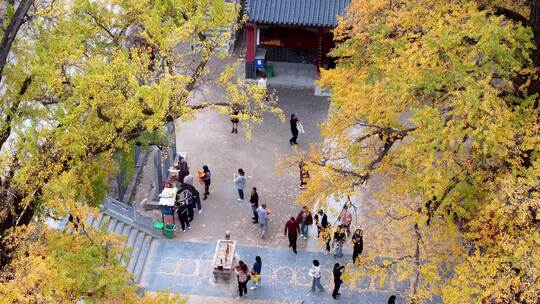 航拍平顶山文殊寺银杏