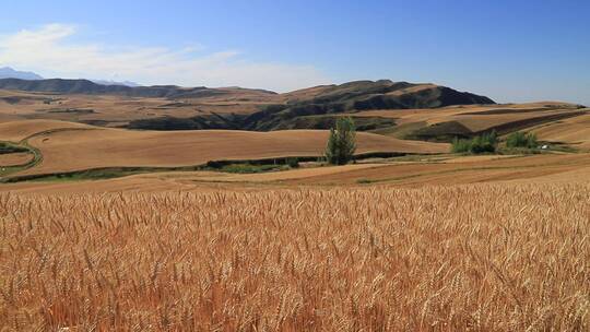 新疆江布拉克麦田小麦麦穗近距离特写
