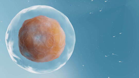 精子与卵细胞视频素材模板下载