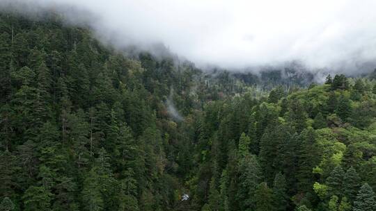 雨崩村高山植被