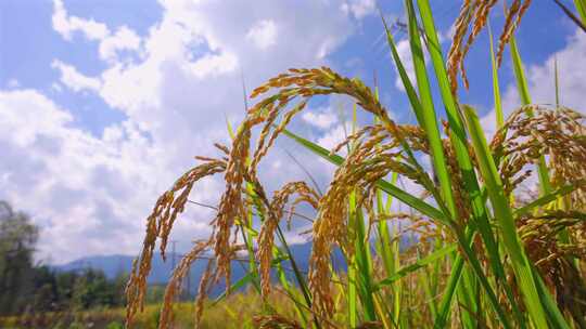 秋天金黄色的稻田 成熟的水稻