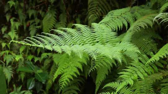 一株蕨类植物正在丛林中生长