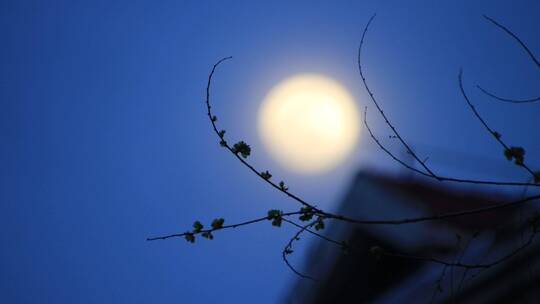 楼顶树枝间的一轮明月