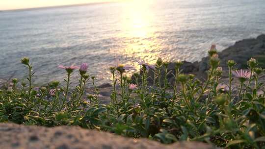 海风吹过的野菊花