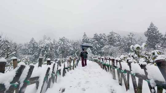 华顶森林公园：雪中持伞人漫步林间栅栏小道