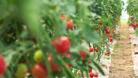 温室培育小番茄