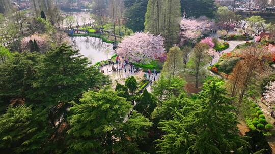 青岛春天青岛中山公园樱花