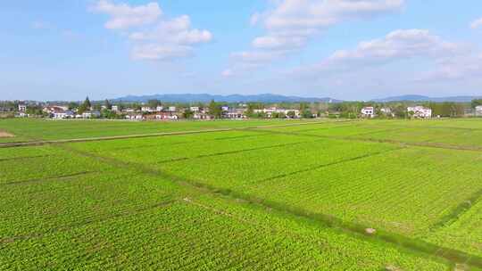 湖南岳阳华容芥菜田