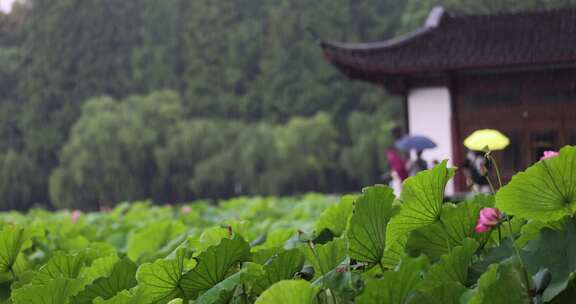 杭州西湖下雨天的荷花